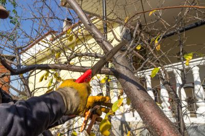 Birch Tree Pruning in Reno, NV
