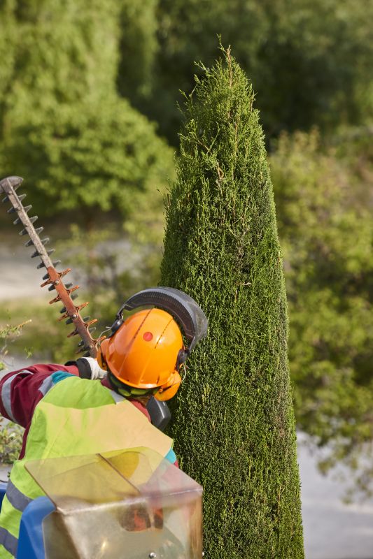 Cedar Tree Trimming in Reno, NV
