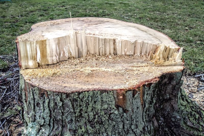 Hickory Tree Removal in Pottstown, PA