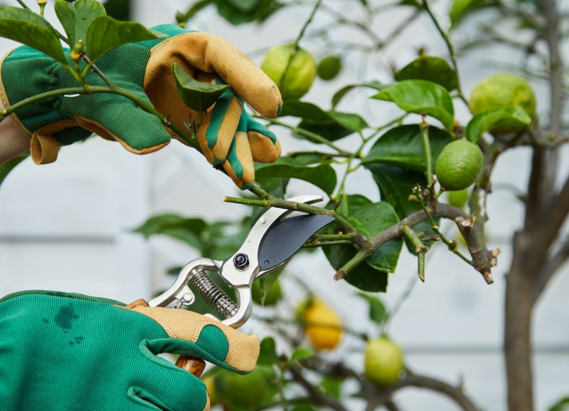 Magnolia Tree Pruning in Pottstown, PA