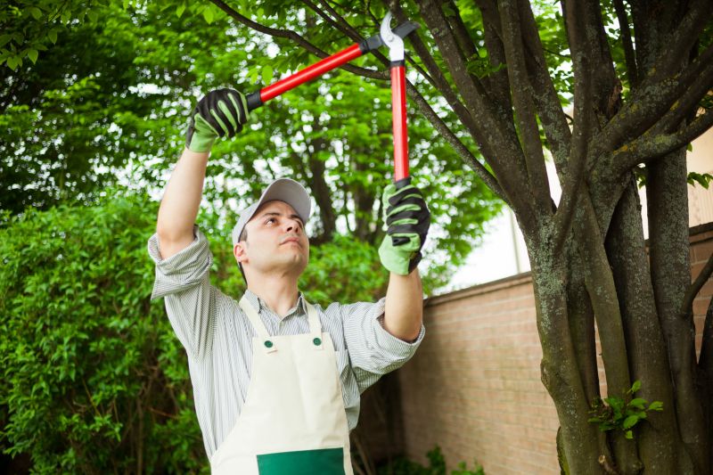 Contractor Consulting on Shrub Care